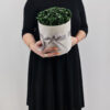 Set cadou     Trandafiri sapun     cutie rotunda cu trandafiri verzi